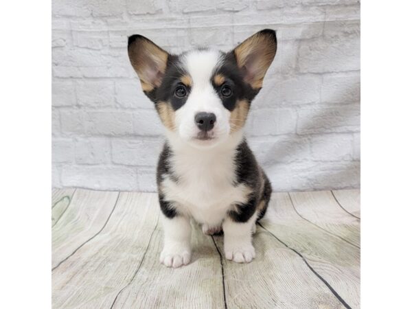 Pembroke Welsh Corgi-DOG-Male-Blk tri-1564-Petland Gallipolis, OH