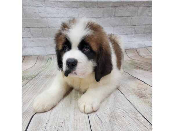 Saint Bernard-DOG-Male-Mahogany / White-1565-Petland Gallipolis, OH