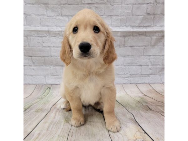 Golden Retriever DOG Female Golden 1561 Petland Gallipolis, OH