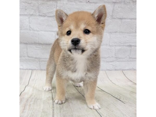 Shiba Inu DOG Male Red Sesame 1569 Petland Gallipolis, OH