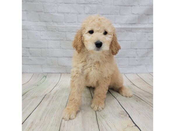 Goldendoodle DOG Female Gold 1568 Petland Gallipolis, OH