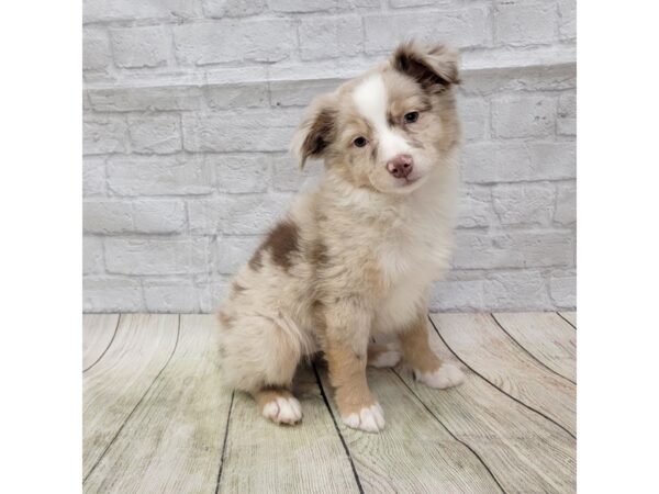 Miniature Australian Shepherd DOG Male Red Merle 1567 Petland Gallipolis, OH