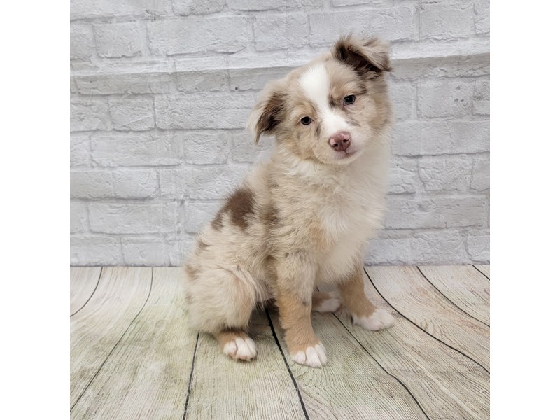 gruppe forværres Centrum Miniature Australian Shepherd-DOG-Male-Red Merle-3452418-Petland  Gallipolis, OH