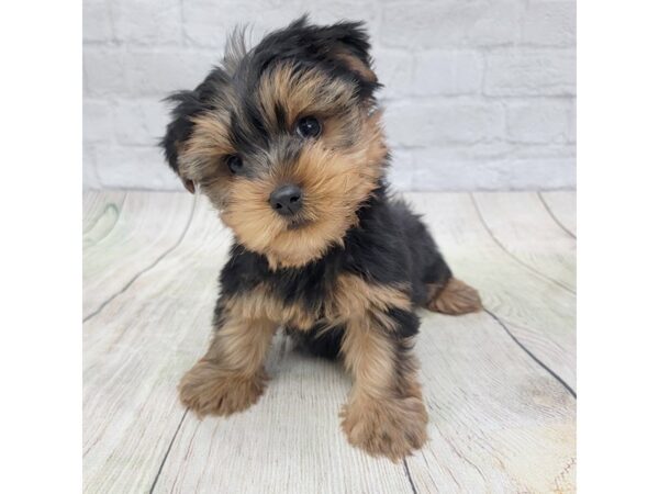 Yorkshire Terrier DOG Male Black / Tan 1566 Petland Gallipolis, OH