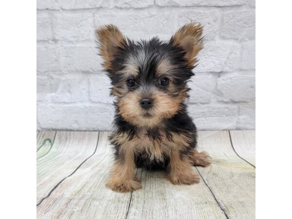 Silky Terrier DOG Male Black / Tan 1570 Petland Gallipolis, OH