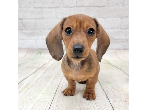 Dachshund DOG Female Wild Boar 1571 Petland Gallipolis, OH