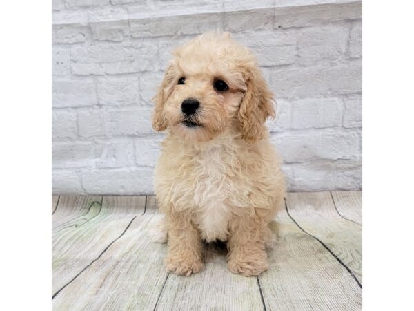 Poodle DOG Male Apricot 1572 Petland Gallipolis, OH