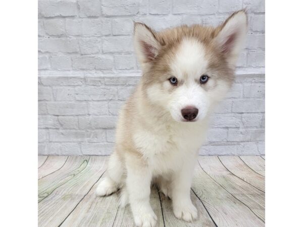 albino siberian husky