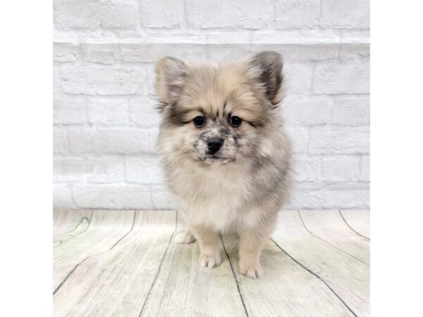 Pomeranian DOG Female Wolf Sable 1578 Petland Gallipolis, OH