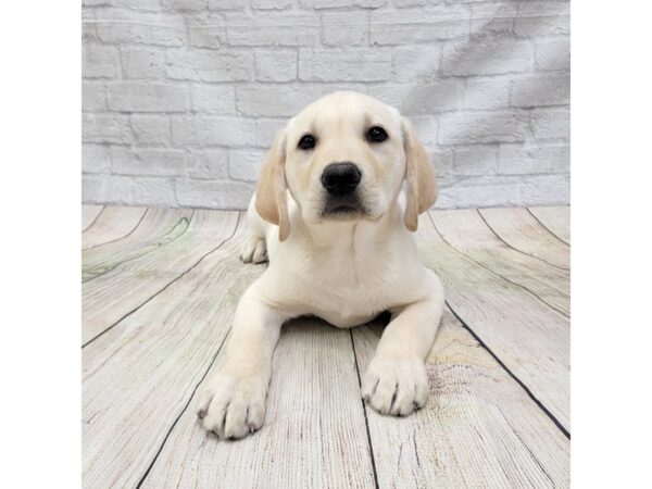 Labrador Retriever-DOG-Male-Yellow-1577-Petland Gallipolis, OH