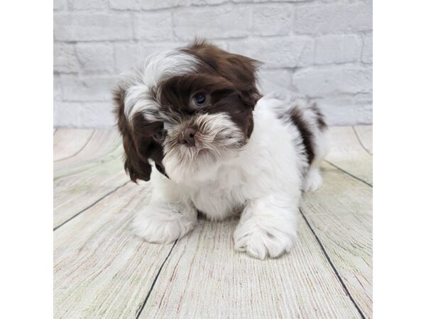 Shih Tzu-DOG-Male-Liver / White-1576-Petland Gallipolis, OH