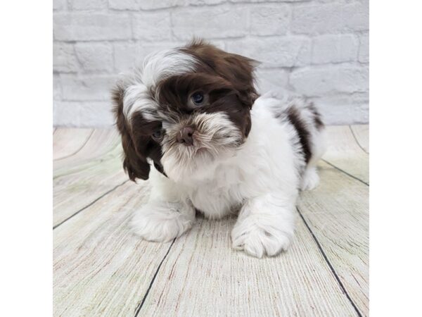 Shih Tzu DOG Male Liver / White 1576 Petland Gallipolis, OH