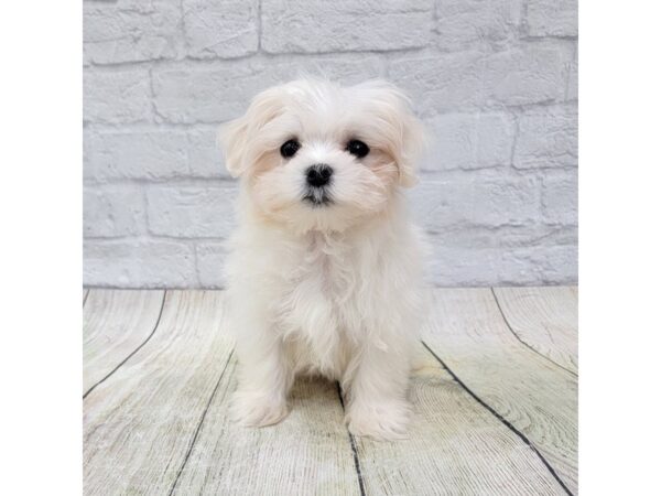 Maltese-DOG-Female-White-1575-Petland Gallipolis, OH
