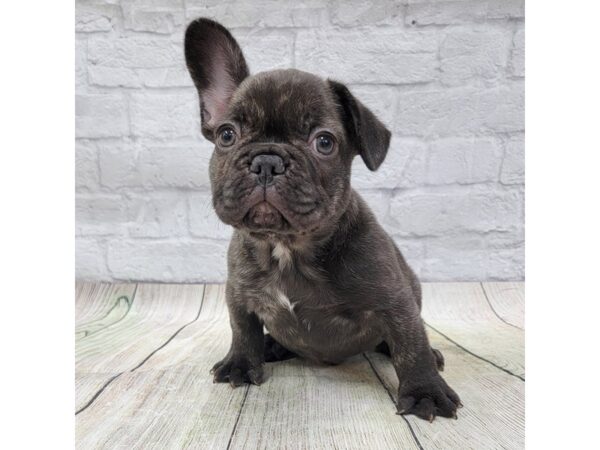 French Bulldog DOG Male Brindle 1574 Petland Gallipolis, OH