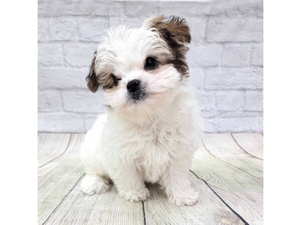 Teddy Bear DOG Female Gold / White 1582 Petland Gallipolis, OH