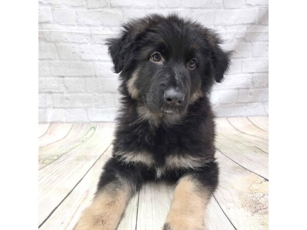 German Shepherd Dog DOG Female Black / Tan 1581 Petland Gallipolis, OH