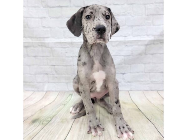 Great Dane DOG Female Blue Merle 1580 Petland Gallipolis, OH