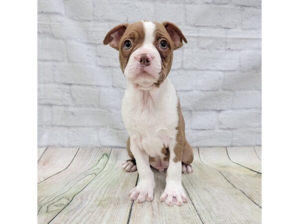 Boston Terrier-DOG-Male-Seal / White-1585-Petland Gallipolis, OH