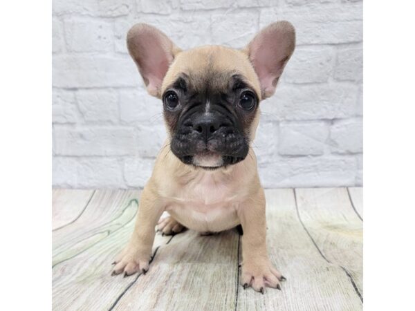 French Bulldog-DOG-Male-Fawn-1584-Petland Gallipolis, OH