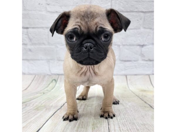 Pug DOG Female Fawn 1583 Petland Gallipolis, OH