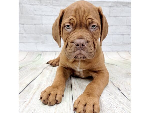 Dogue De Bordeaux-DOG-Male-Mahogany-1595-Petland Gallipolis, OH