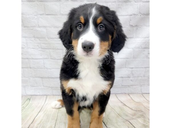 Bernese Mountain Dog DOG Male Tri-Colored 1594 Petland Gallipolis, OH