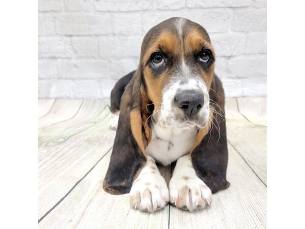 Basset Hound DOG Female Black Tan / White 1593 Petland Gallipolis, OH