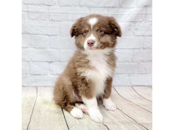 Miniature Australian Shepherd-DOG-Male-Red Tan / White-1592-Petland Gallipolis, OH