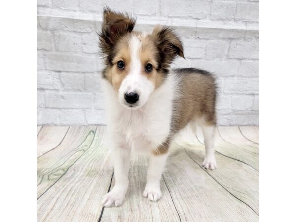 Shetland Sheepdog DOG Male Sable / White 1591 Petland Gallipolis, OH