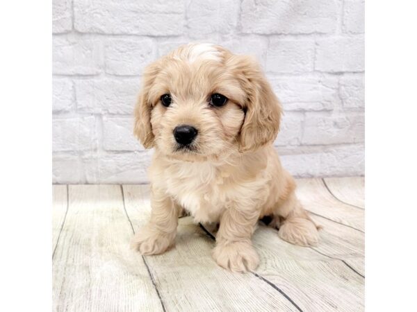 Cavachon-DOG-Male-Apricot-1590-Petland Gallipolis, OH