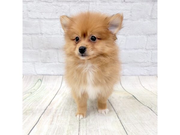 Pomeranian DOG Male Red 1589 Petland Gallipolis, OH