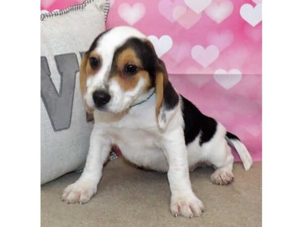 Beagle DOG Female Black White / Tan 1601 Petland Gallipolis, OH