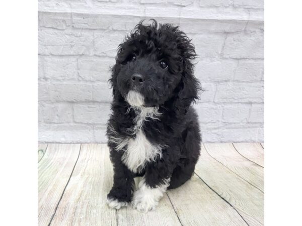 Cock A Poo DOG Male Black 1588 Petland Gallipolis, OH