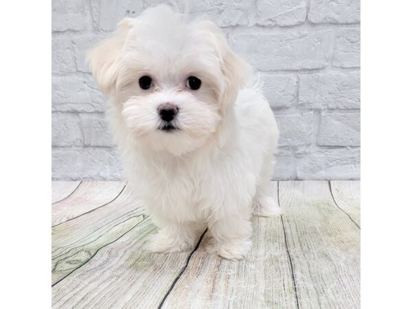 Maltese DOG Female White 1596 Petland Gallipolis, OH