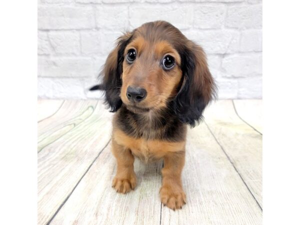 Dachshund DOG Male Wild Boar 1597 Petland Gallipolis, OH