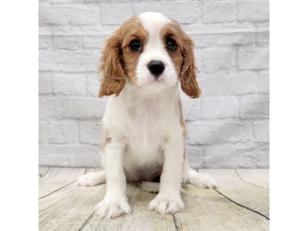 Cavalier King Charles Spaniel DOG Female Blenheim 1598 Petland Gallipolis, OH