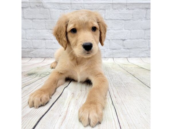 Golden Retriever DOG Male Golden 1599 Petland Gallipolis, OH