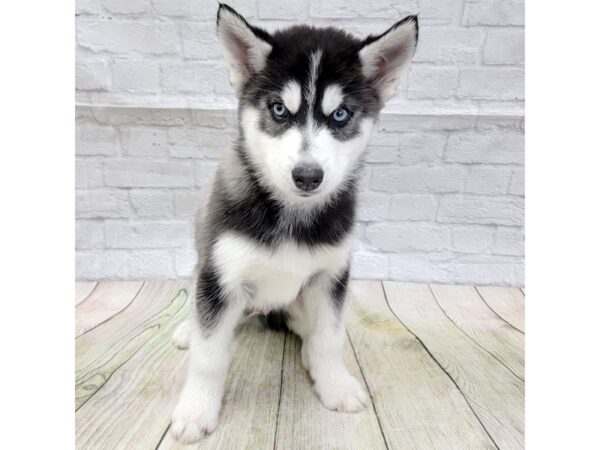 Siberian Husky DOG Male Black / White 1602 Petland Gallipolis, OH