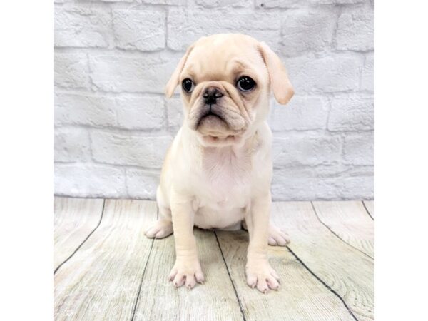 Pug DOG Female Cream 1611 Petland Gallipolis, OH