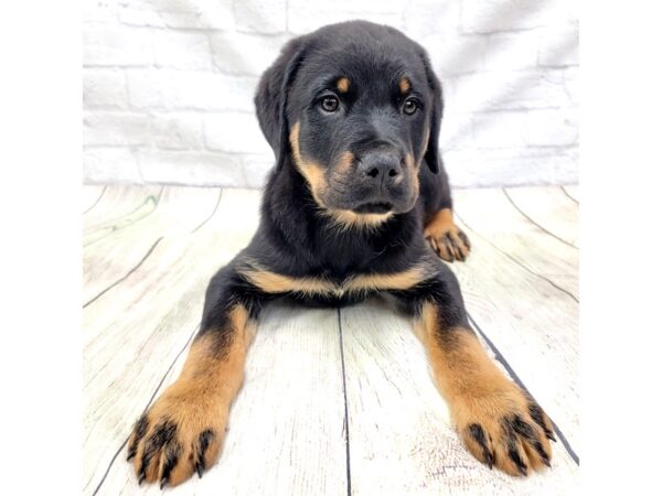 Rottweiler DOG Male Black / Rust 1610 Petland Gallipolis, OH