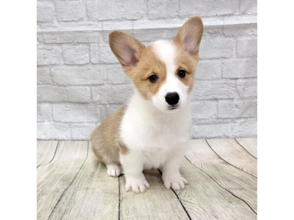 Pembroke Welsh Corgi DOG Male Sable / White 1608 Petland Gallipolis, OH