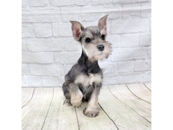 Miniature Schnauzer DOG Male Salt / Pepper 1607 Petland Gallipolis, OH