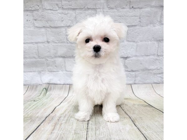 Maltese DOG Female White 1606 Petland Gallipolis, OH