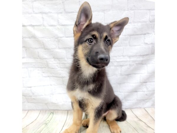 German Shepherd Dog DOG Male Black / Tan 1605 Petland Gallipolis, OH