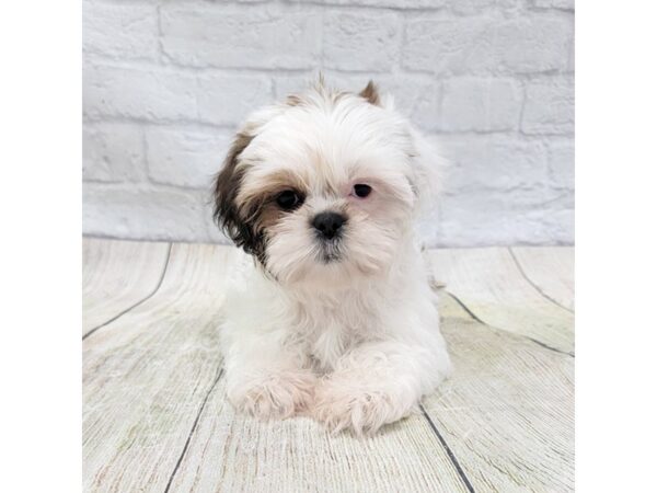 Shih Tzu DOG Female Red / White 1618 Petland Gallipolis, OH