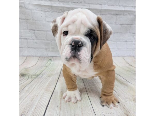 Bulldog DOG Male Red / White 1617 Petland Gallipolis, OH