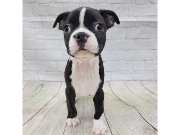 Boston Terrier DOG Male Black / White 1616 Petland Gallipolis, OH