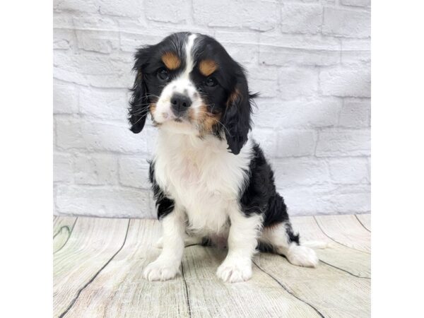 Cavalier King Charles Spaniel DOG Male Black Tan / White 1615 Petland Gallipolis, OH