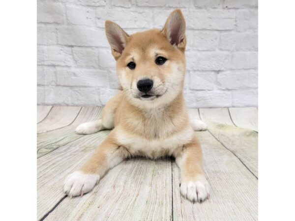 Shiba Inu-DOG-Female-Red-1614-Petland Gallipolis, OH