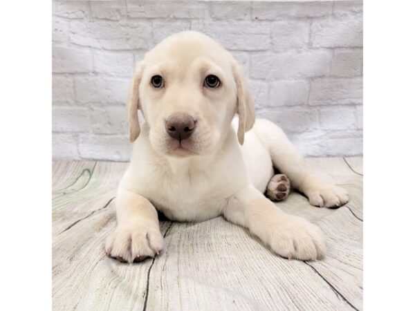 Labrador Retriever DOG Male Yellow 1613 Petland Gallipolis, OH